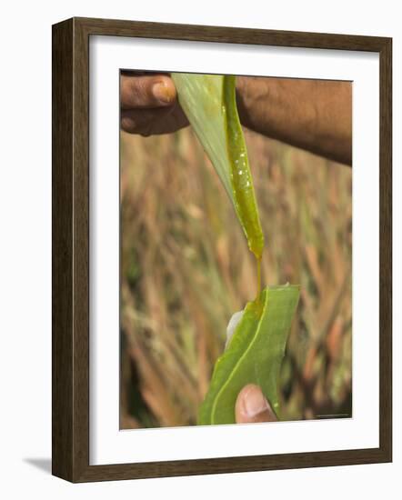 Close up of Torn Aloe Vera Leaf with Juice Running Out, Village of Borunda, Rajasthan State, India-Eitan Simanor-Framed Photographic Print