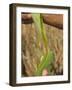 Close up of Torn Aloe Vera Leaf with Juice Running Out, Village of Borunda, Rajasthan State, India-Eitan Simanor-Framed Photographic Print