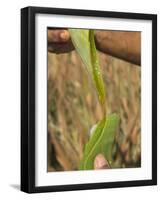 Close up of Torn Aloe Vera Leaf with Juice Running Out, Village of Borunda, Rajasthan State, India-Eitan Simanor-Framed Photographic Print