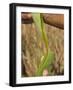 Close up of Torn Aloe Vera Leaf with Juice Running Out, Village of Borunda, Rajasthan State, India-Eitan Simanor-Framed Photographic Print