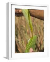 Close up of Torn Aloe Vera Leaf with Juice Running Out, Village of Borunda, Rajasthan State, India-Eitan Simanor-Framed Photographic Print