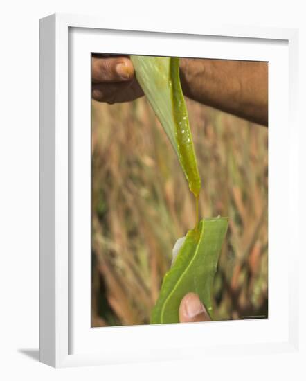 Close up of Torn Aloe Vera Leaf with Juice Running Out, Village of Borunda, Rajasthan State, India-Eitan Simanor-Framed Photographic Print