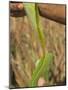 Close up of Torn Aloe Vera Leaf with Juice Running Out, Village of Borunda, Rajasthan State, India-Eitan Simanor-Mounted Photographic Print