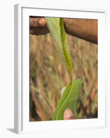 Close up of Torn Aloe Vera Leaf with Juice Running Out, Village of Borunda, Rajasthan State, India-Eitan Simanor-Framed Photographic Print