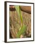 Close up of Torn Aloe Vera Leaf with Juice Running Out, Village of Borunda, Rajasthan State, India-Eitan Simanor-Framed Photographic Print