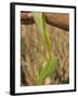 Close up of Torn Aloe Vera Leaf with Juice Running Out, Village of Borunda, Rajasthan State, India-Eitan Simanor-Framed Photographic Print