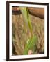 Close up of Torn Aloe Vera Leaf with Juice Running Out, Village of Borunda, Rajasthan State, India-Eitan Simanor-Framed Photographic Print