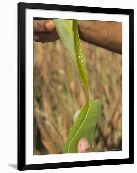 Close up of Torn Aloe Vera Leaf with Juice Running Out, Village of Borunda, Rajasthan State, India-Eitan Simanor-Framed Photographic Print