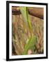 Close up of Torn Aloe Vera Leaf with Juice Running Out, Village of Borunda, Rajasthan State, India-Eitan Simanor-Framed Photographic Print