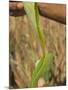 Close up of Torn Aloe Vera Leaf with Juice Running Out, Village of Borunda, Rajasthan State, India-Eitan Simanor-Mounted Photographic Print