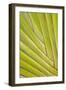 Close-Up of Traveler's Palm Tree, Fort Myers, Florida, USA-Adam Jones-Framed Photographic Print