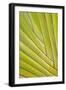 Close-Up of Traveler's Palm Tree, Fort Myers, Florida, USA-Adam Jones-Framed Photographic Print