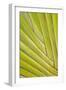 Close-Up of Traveler's Palm Tree, Fort Myers, Florida, USA-Adam Jones-Framed Photographic Print