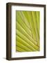 Close-Up of Traveler's Palm Tree, Fort Myers, Florida, USA-Adam Jones-Framed Photographic Print