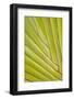 Close-Up of Traveler's Palm Tree, Fort Myers, Florida, USA-Adam Jones-Framed Photographic Print