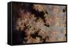 Close-Up of Tree Coral on a Fijian Reef-Stocktrek Images-Framed Stretched Canvas