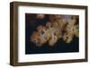 Close-Up of Tree Coral on a Fijian Reef-Stocktrek Images-Framed Photographic Print