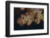 Close-Up of Tree Coral on a Fijian Reef-Stocktrek Images-Framed Photographic Print