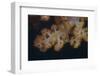 Close-Up of Tree Coral on a Fijian Reef-Stocktrek Images-Framed Photographic Print