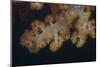 Close-Up of Tree Coral on a Fijian Reef-Stocktrek Images-Mounted Photographic Print