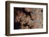 Close-Up of Tree Coral on a Fijian Reef-Stocktrek Images-Framed Photographic Print