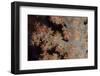 Close-Up of Tree Coral on a Fijian Reef-Stocktrek Images-Framed Photographic Print