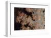 Close-Up of Tree Coral on a Fijian Reef-Stocktrek Images-Framed Photographic Print