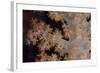 Close-Up of Tree Coral on a Fijian Reef-Stocktrek Images-Framed Photographic Print