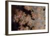 Close-Up of Tree Coral on a Fijian Reef-Stocktrek Images-Framed Photographic Print