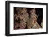 Close-Up of Tree Coral on a Fijian Reef-Stocktrek Images-Framed Photographic Print