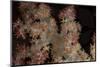 Close-Up of Tree Coral on a Fijian Reef-Stocktrek Images-Mounted Photographic Print