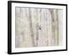 Close-Up of Trees in Forest-Utterström Photography-Framed Photographic Print