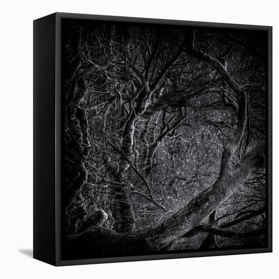 Close Up of Trees-Rory Garforth-Framed Stretched Canvas