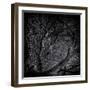 Close Up of Trees-Rory Garforth-Framed Photographic Print