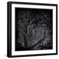 Close Up of Trees-Rory Garforth-Framed Photographic Print