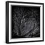 Close Up of Trees-Rory Garforth-Framed Photographic Print