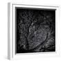 Close Up of Trees-Rory Garforth-Framed Photographic Print