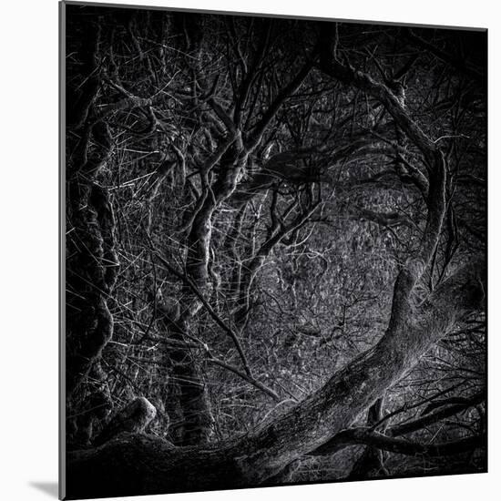 Close Up of Trees-Rory Garforth-Mounted Photographic Print