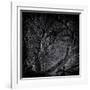 Close Up of Trees-Rory Garforth-Framed Photographic Print