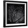 Close Up of Trees-Rory Garforth-Framed Photographic Print