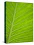 Close-up of Tropical Plant Leaf-Darrell Gulin-Stretched Canvas