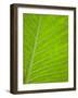 Close-up of Tropical Plant Leaf-Darrell Gulin-Framed Photographic Print