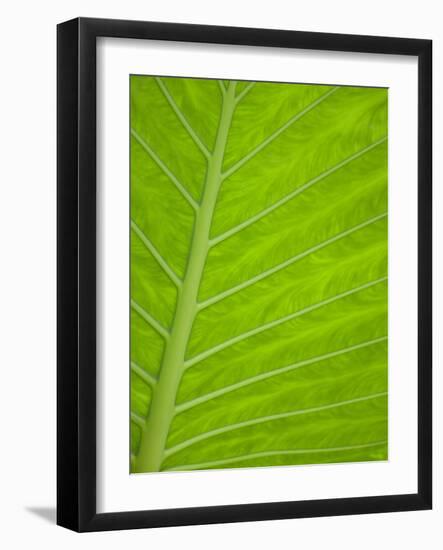 Close-up of Tropical Plant Leaf-Darrell Gulin-Framed Photographic Print