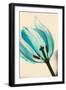 Close Up of Tulip Flower Showing the Petals in Backlight-Coverzoo-Framed Photographic Print