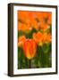 Close-up of Tulip flowers, Niagara Falls, Canada-null-Framed Photographic Print