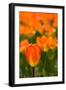 Close-up of Tulip flowers, Niagara Falls, Canada-null-Framed Photographic Print