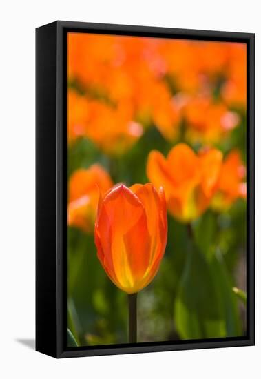 Close-up of Tulip flowers, Niagara Falls, Canada-null-Framed Stretched Canvas