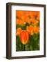 Close-up of Tulip flowers, Niagara Falls, Canada-null-Framed Photographic Print