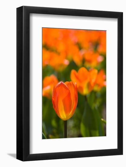 Close-up of Tulip flowers, Niagara Falls, Canada-null-Framed Photographic Print