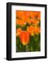 Close-up of Tulip flowers, Niagara Falls, Canada-null-Framed Photographic Print